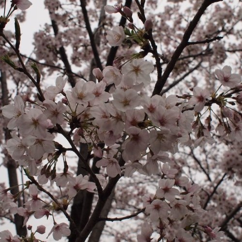 呑川緑道の桜01