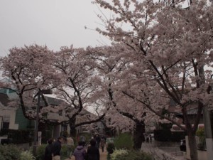 呑川緑道の桜02