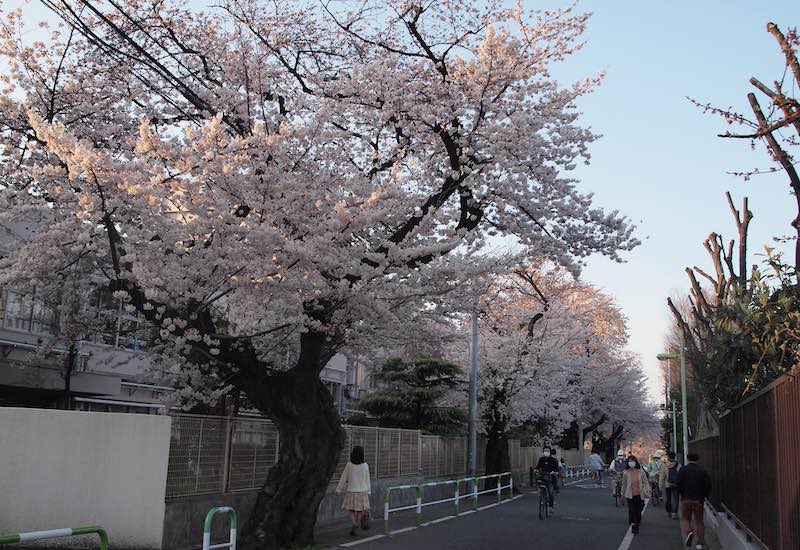 桜丘中学校の桜