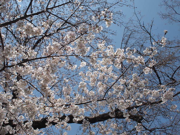 豪徳寺の桜