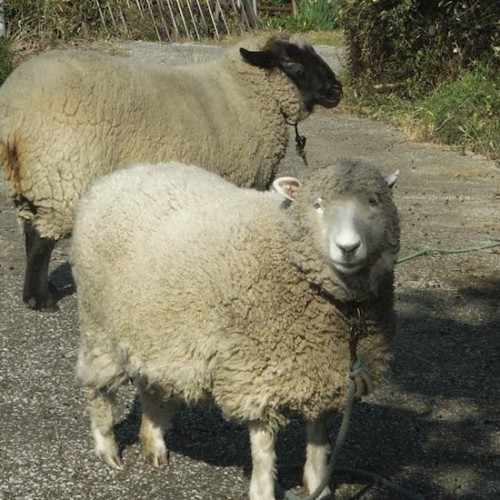 三浦半島の羊