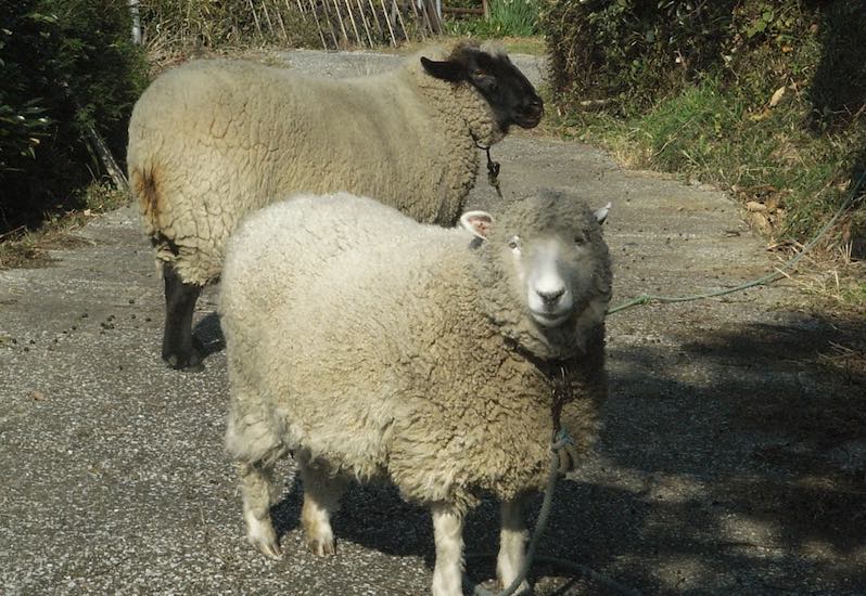 三浦半島の羊
