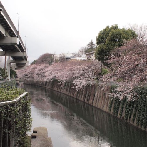 江戸川橋の桜