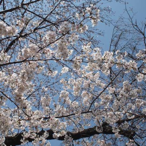 豪徳寺の桜2019